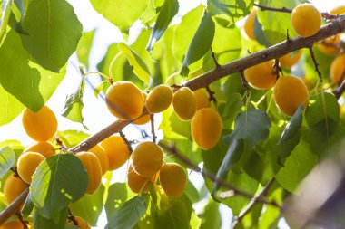 Kayısı güneşin. Sulu meyve ağaçlarının dalları üzerinde. Olgun kayısı hasat için hazırdır. Parlak yeşil yaprakları ve mavi gökyüzü arka plan üzerinde pembe.