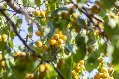 Kayısı güneşin. Sulu meyve ağaçlarının dalları üzerinde. Olgun kayısı hasat için hazırdır. Parlak yeşil yaprakları ve mavi gökyüzü arka plan üzerinde pembe.
