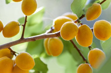 Kayısı güneşin. Sulu meyve ağaçlarının dalları üzerinde. Olgun kayısı hasat için hazırdır. Parlak yeşil yaprakları ve mavi gökyüzü arka plan üzerinde pembe.