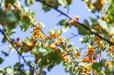 Kayısı güneşin. Sulu meyve ağaçlarının dalları üzerinde. Olgun kayısı hasat için hazırdır. Parlak yeşil yaprakları ve mavi gökyüzü arka plan üzerinde pembe.