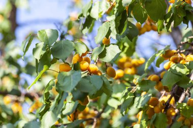 Kayısı güneşin. Sulu meyve ağaçlarının dalları üzerinde. Olgun kayısı hasat için hazırdır. Parlak yeşil yaprakları ve mavi gökyüzü arka plan üzerinde pembe.