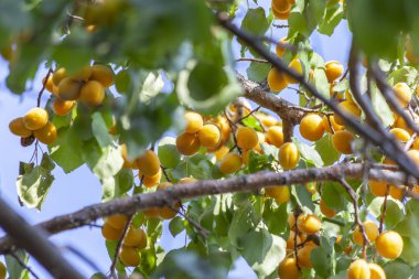 Kayısı güneşin. Sulu meyve ağaçlarının dalları üzerinde. Olgun kayısı hasat için hazırdır. Parlak yeşil yaprakları ve mavi gökyüzü arka plan üzerinde pembe.