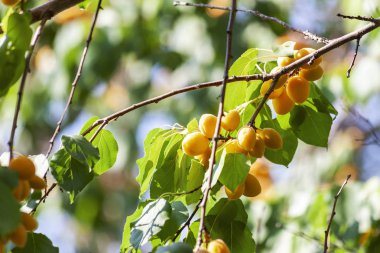 Kayısı güneşin. Sulu meyve ağaçlarının dalları üzerinde. Olgun kayısı hasat için hazırdır. Parlak yeşil yaprakları ve mavi gökyüzü arka plan üzerinde pembe.