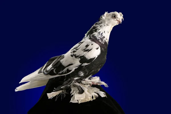 Dove Studio Shooting Dark Blue Background — Stock Photo, Image