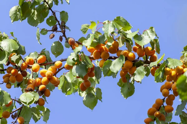 Kayısı güneşin. Sulu meyve ağaçlarının dalları üzerinde. Olgun kayısı hasat için hazırdır. Parlak yeşil yaprakları ve mavi gökyüzü arka plan üzerinde pembe.