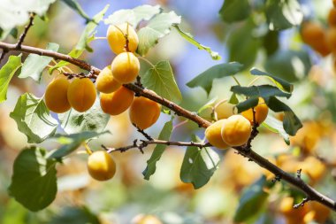 Kayısı güneşin. Sulu meyve ağaçlarının dalları üzerinde. Olgun kayısı hasat için hazırdır. Parlak yeşil yaprakları ve mavi gökyüzü arka plan üzerinde pembe.