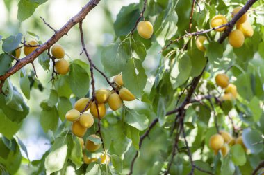 Kayısı güneşin. Sulu meyve ağaçlarının dalları üzerinde. Olgun kayısı hasat için hazırdır. Parlak yeşil yaprakları ve mavi gökyüzü arka plan üzerinde pembe.