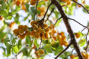 Kayısı güneşin. Sulu meyve ağaçlarının dalları üzerinde. Olgun kayısı hasat için hazırdır. Parlak yeşil yaprakları ve mavi gökyüzü arka plan üzerinde pembe.