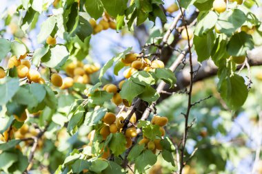 Kayısı güneşin. Sulu meyve ağaçlarının dalları üzerinde. Olgun kayısı hasat için hazırdır. Parlak yeşil yaprakları ve mavi gökyüzü arka plan üzerinde pembe.