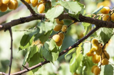 Kayısı güneşin. Sulu meyve ağaçlarının dalları üzerinde. Olgun kayısı hasat için hazırdır. Parlak yeşil yaprakları ve mavi gökyüzü arka plan üzerinde pembe.
