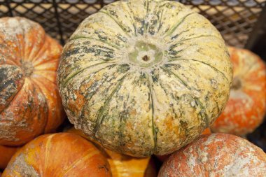 Taze kabak dükkanı penceresinde. Yukarıdan görüntülemek