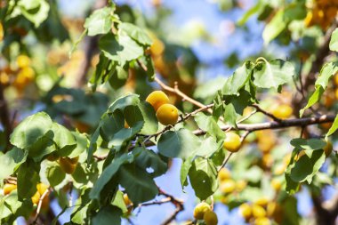 Kayısı güneşin. Sulu meyve ağaçlarının dalları üzerinde. Olgun kayısı hasat için hazırdır. Parlak yeşil yaprakları ve mavi gökyüzü arka plan üzerinde pembe.