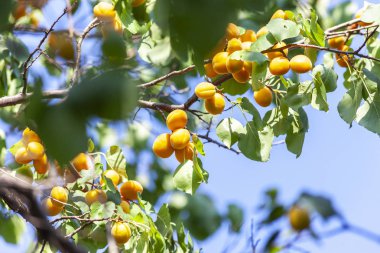 Kayısı güneşin. Sulu meyve ağaçlarının dalları üzerinde. Olgun kayısı hasat için hazırdır. Parlak yeşil yaprakları ve mavi gökyüzü arka plan üzerinde pembe.