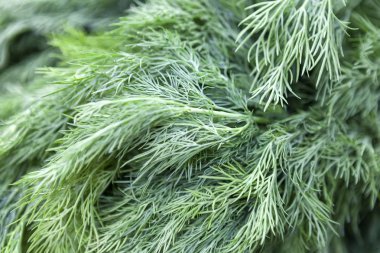 Güneş ışığı altında sulu yeşil dereotu demet. Et, soslar ve çorba için yararlı Yeşiller. Önden görünüm. Yakın çekim. Alanın sığ derin.