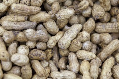 Rafine edilmemiş fıstık kabuğu üstünde pazar sayaç ışığında. Makro fotoğraf içinde taze fındık. Yakın çekim. Üstten görünüm.