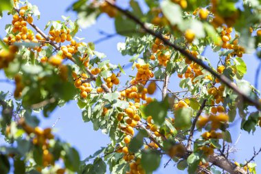 Kayısı güneşin. Sulu meyve ağaçlarının dalları üzerinde. Olgun kayısı hasat için hazırdır. Parlak yeşil yaprakları ve mavi gökyüzü arka plan üzerinde pembe.