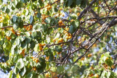 Kayısı güneşin. Sulu meyve ağaçlarının dalları üzerinde. Olgun kayısı hasat için hazırdır. Parlak yeşil yaprakları ve mavi gökyüzü arka plan üzerinde pembe.