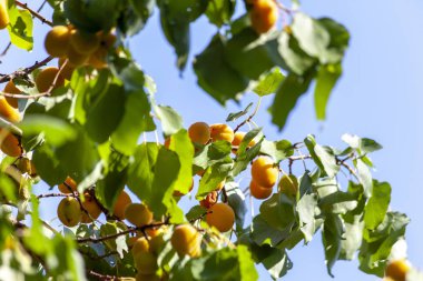 Kayısı güneşin. Sulu meyve ağaçlarının dalları üzerinde. Olgun kayısı hasat için hazırdır. Parlak yeşil yaprakları ve mavi gökyüzü arka plan üzerinde pembe.