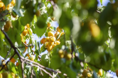 Kayısı güneşin. Sulu meyve ağaçlarının dalları üzerinde. Olgun kayısı hasat için hazırdır. Parlak yeşil yaprakları ve mavi gökyüzü arka plan üzerinde pembe.
