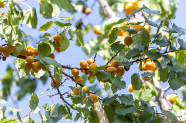 Kayısı güneşin. Sulu meyve ağaçlarının dalları üzerinde. Olgun kayısı hasat için hazırdır. Parlak yeşil yaprakları ve mavi gökyüzü arka plan üzerinde pembe.