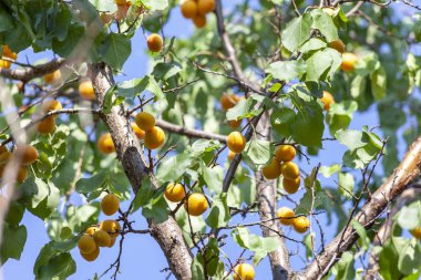Kayısı güneşin. Sulu meyve ağaçlarının dalları üzerinde. Olgun kayısı hasat için hazırdır. Parlak yeşil yaprakları ve mavi gökyüzü arka plan üzerinde pembe.