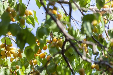 Kayısı güneşin. Sulu meyve ağaçlarının dalları üzerinde. Olgun kayısı hasat için hazırdır. Parlak yeşil yaprakları ve mavi gökyüzü arka plan üzerinde pembe.