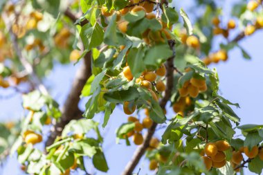Kayısı güneşin. Sulu meyve ağaçlarının dalları üzerinde. Olgun kayısı hasat için hazırdır. Parlak yeşil yaprakları ve mavi gökyüzü arka plan üzerinde pembe.