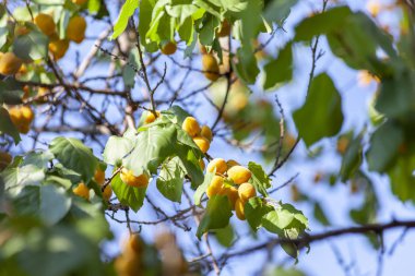 Kayısı güneşin. Sulu meyve ağaçlarının dalları üzerinde. Olgun kayısı hasat için hazırdır. Parlak yeşil yaprakları ve mavi gökyüzü arka plan üzerinde pembe.