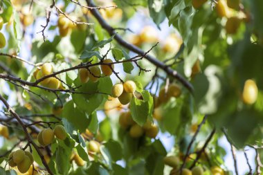 Kayısı güneşin. Sulu meyve ağaçlarının dalları üzerinde. Olgun kayısı hasat için hazırdır. Parlak yeşil yaprakları ve mavi gökyüzü arka plan üzerinde pembe.