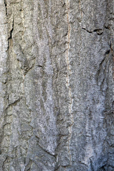 Textur der Rinde eines lebenden Baumes — Stockfoto