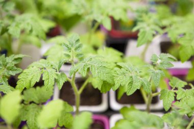 Plastik kaplarda taze domates fideleri.