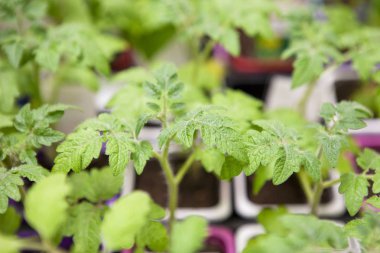 Plastik kaplarda taze domates fideleri.