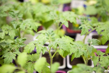 Plastik kaplarda taze domates fideleri.