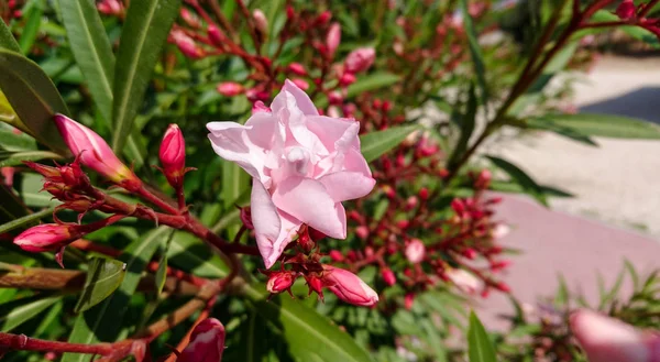 Hübsche Rosa Oleanderblüte Auf Einem Busch Umgeben Von Ungeöffneten Knospen — Stockfoto