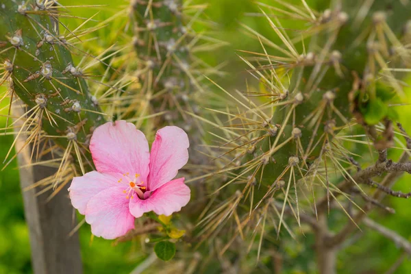Zarte Duftende Rosa Blume Oder Blüte Auf Einem Stacheligen Kaktus — Stockfoto