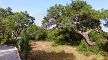Bir tahta ve çevreleyen doğal ağaçlar ve bitki örtüsü üzerinde güneşli, açık gün.