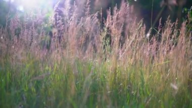 Çiçekli bitkiler parlak güneşin flare