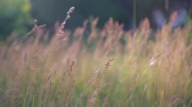 Çiçek çiçeklenme çim bir kırsal alanda