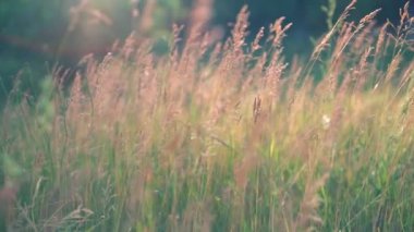Uzun tüylü çiçeklenme ile yaz ciğeri