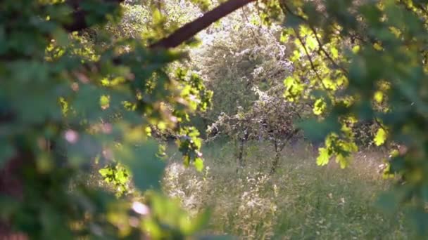 Feuilles vertes rétro-éclairées sur un arbre agitant le vent 