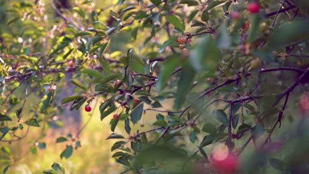 Winkender Zweig eines Kirschbaums mit unreifen Früchten — Stockvideo