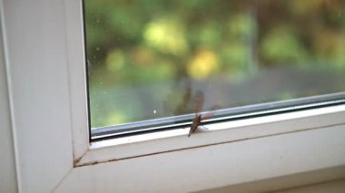 Kelebek kapalı kanatlarını çırpıyor tuzağa