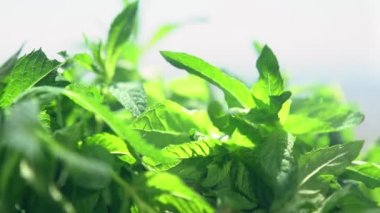 Su ile buğulu nane taze yeşil yaprakları