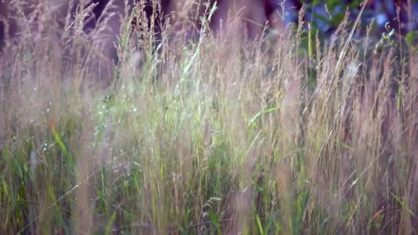 Bir çayırda bir esintiyle üfleme uzun kuru otlar — Stok video