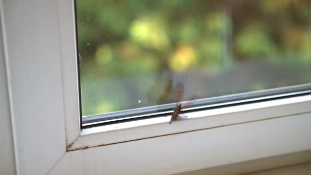 Mariposa atrapada en el interior agitando sus alas — Vídeos de Stock