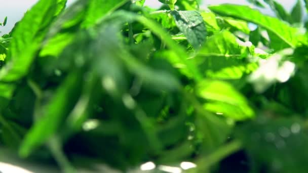 Hortelã verde húmida fresca sendo listada com um spray — Vídeo de Stock