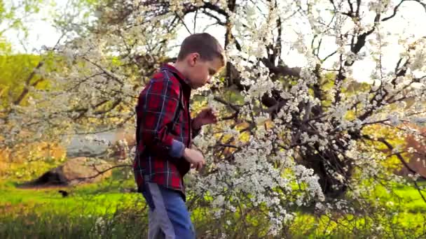 Kleiner Junge pflückt Blüte eines Baumes — Stockvideo