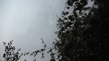 Atış gri bir gökyüzü ve orman ağaçları altında döndürme