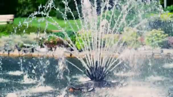 Fontäne sprüht Wasser in alle Richtungen — Stockvideo