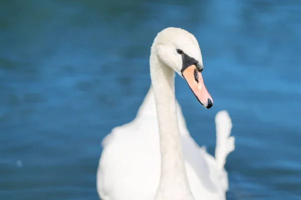 Retrato Cerca Cabeza Cisne Blanco Mirando Cámara Con Ojo Delante —  Fotos de Stock